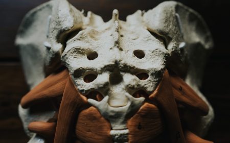 Model of a bony pelvis with pelvic floor mucles